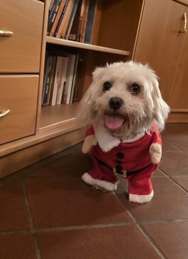 Dog Bella